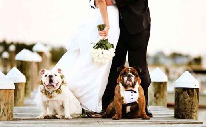 Perros de honor! xd - 7