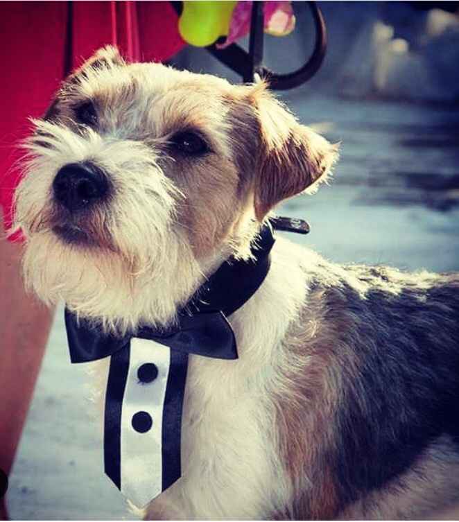 Perros de honor! xd - 10