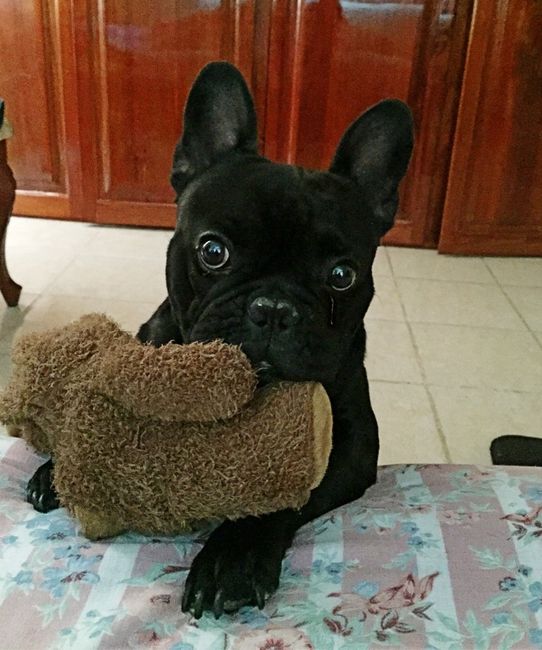 Pedida de mano perruna??? - 2