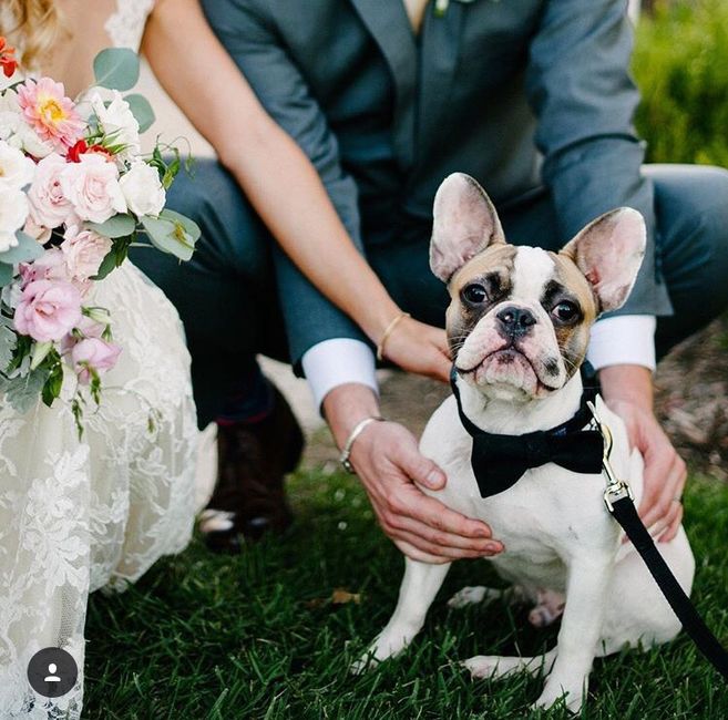 Perros de honor! xd - 3