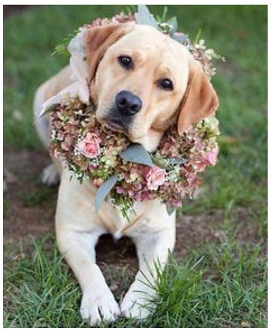 Perros de honor! xd - 6