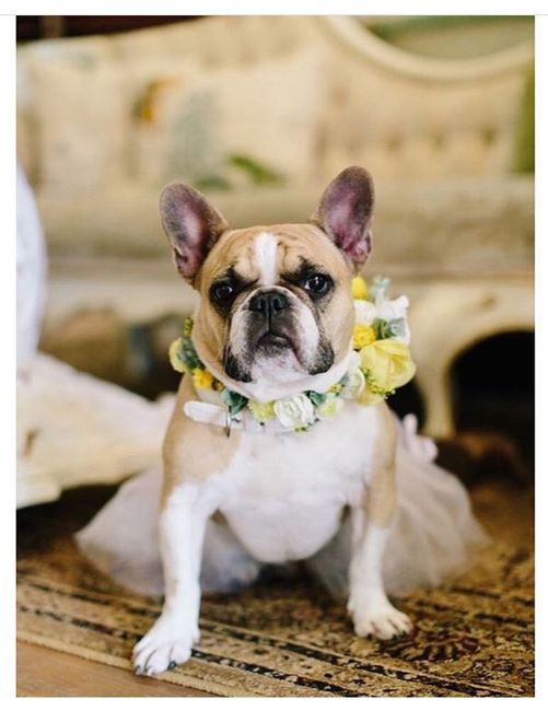 Perros de honor! xd - 9