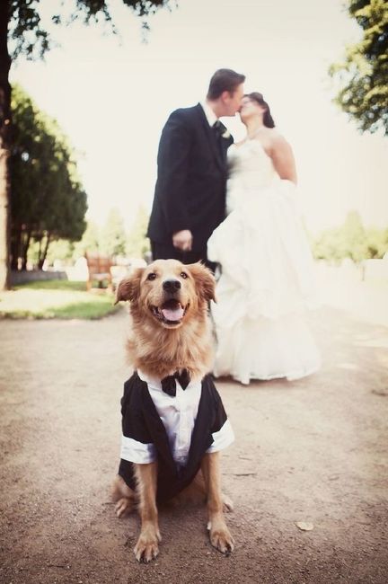  Moda animalesca, porque ellos lo merecen!! - 6