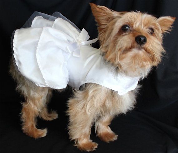  Moda animalesca, porque ellos lo merecen!! - 10