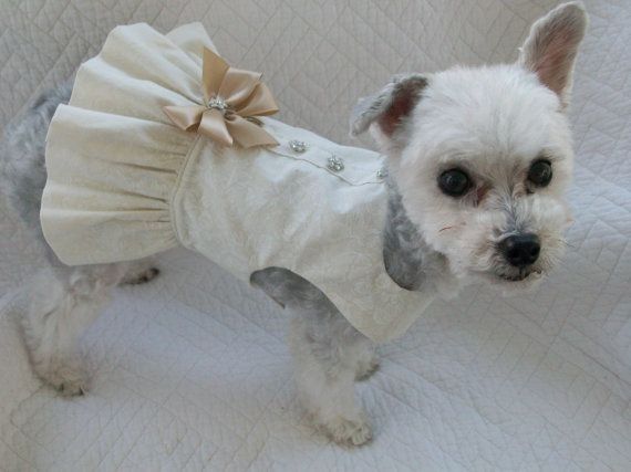  Moda animalesca, porque ellos lo merecen!! - 11