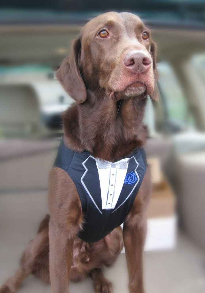  Moda animalesca, porque ellos lo merecen!! - 4