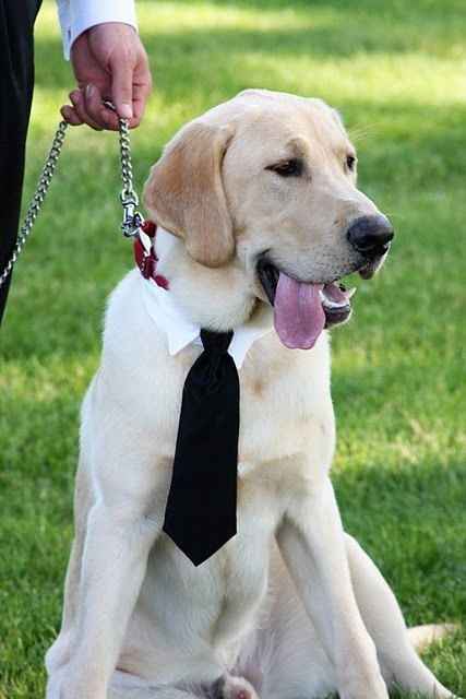  Moda animalesca, porque ellos lo merecen!! - 5