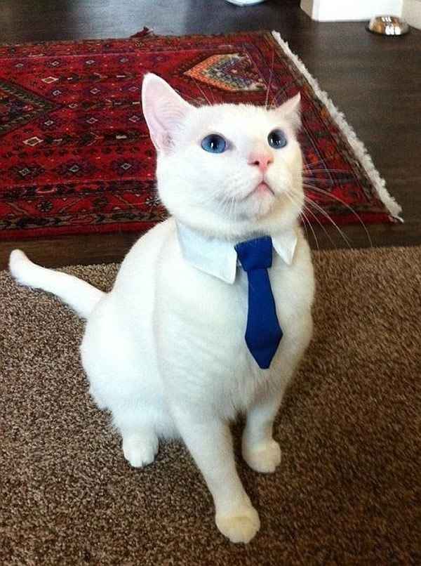  Moda animalesca, porque ellos lo merecen!! - 9