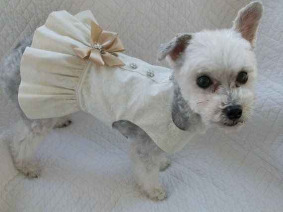  Moda animalesca, porque ellos lo merecen!! - 11