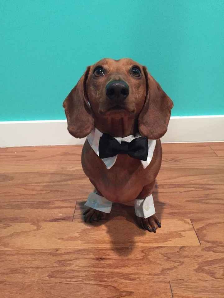  Moda animalesca, porque ellos lo merecen!! - 12