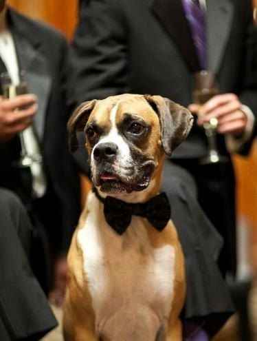  Moda animalesca, porque ellos lo merecen!! - 14