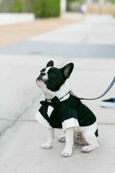  Moda animalesca, porque ellos lo merecen!! - 15