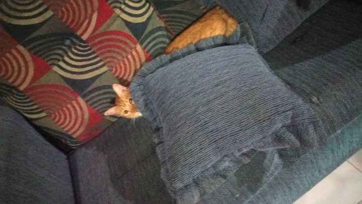  Moda animalesca, porque ellos lo merecen!! - 1