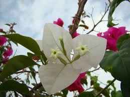 Bugambilia blanca