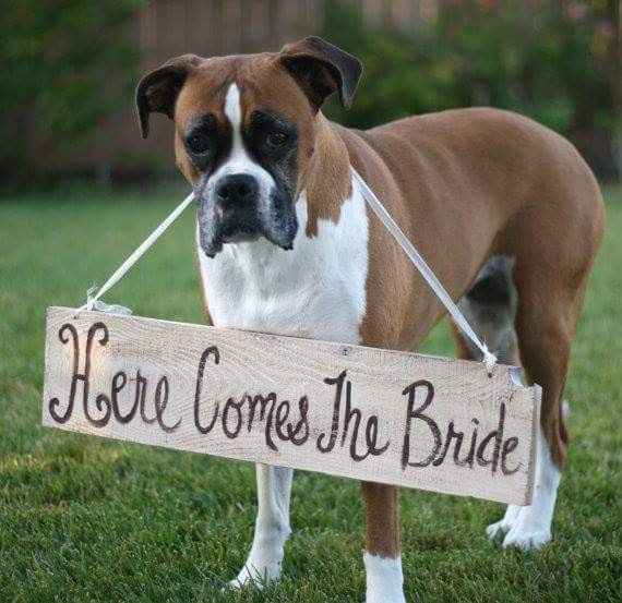  Amor perruno en el gran día!! - 9