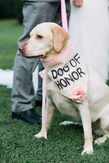  Amor perruno en el gran día!! - 18