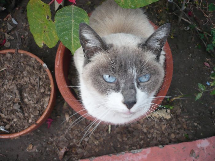 La foto de tu mascota! - 1