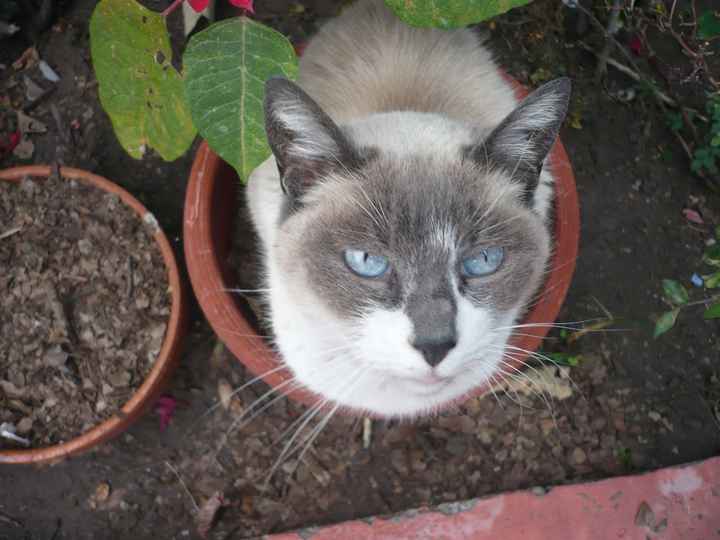 La foto de tu mascota! - 1