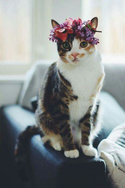 Tu mascota en su día  b - 4