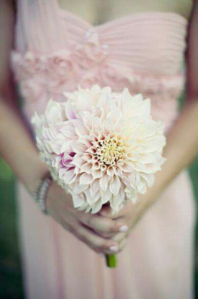 Ramo de dalias 💐 - 6