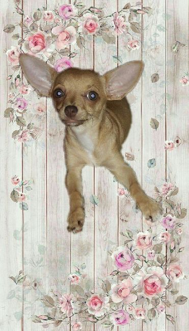 Fotos save the date & boda 👰 🎩 - 1