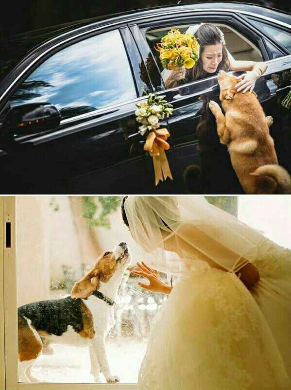 Decirle adiós a tu mascota 🐶❤ - 1
