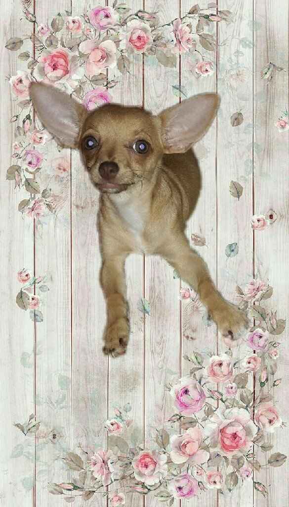 Fotos save the date & boda 👰 🎩 - 1