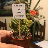 Sin creerlo ya me casé !!! - 5
