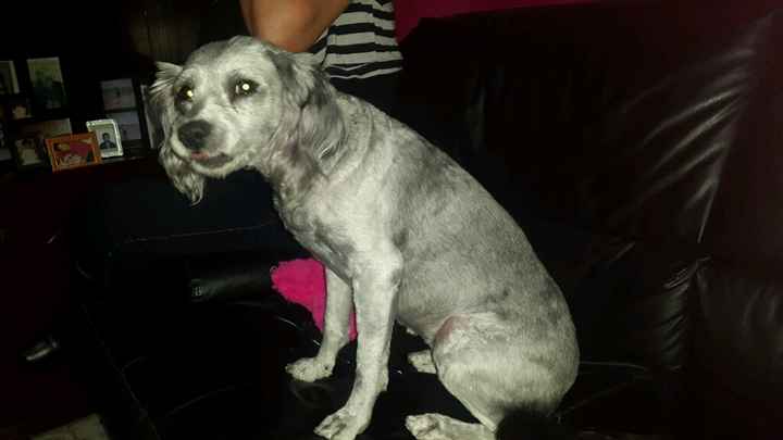 Tiempo de presumir a sus amigos peludos, quien tiene mascotas :d!! - 2