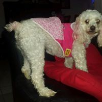Tiempo de presumir a sus amigos peludos, quien tiene mascotas :d!! - 1