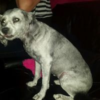 Tiempo de presumir a sus amigos peludos, quien tiene mascotas :d!! - 2