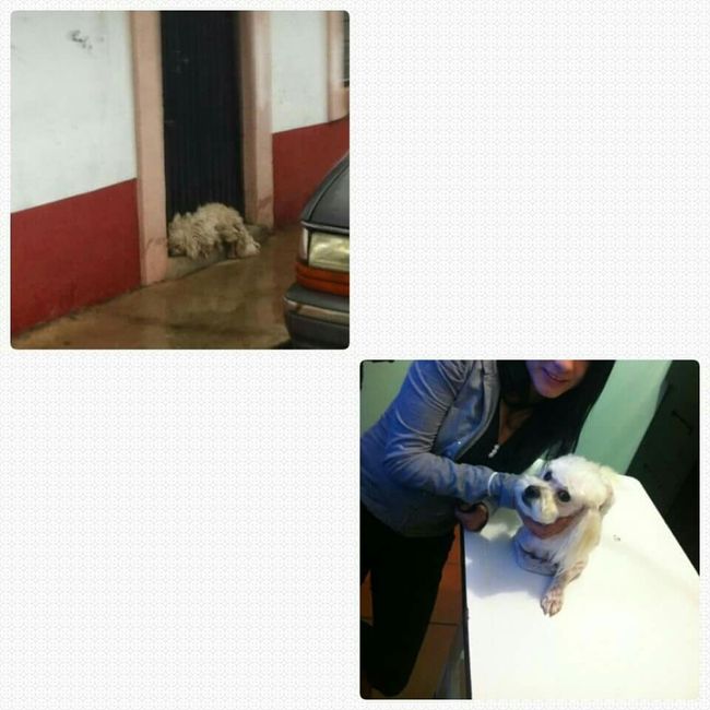 ¿Qué función cumplirá tu mascota en tu boda? - 2