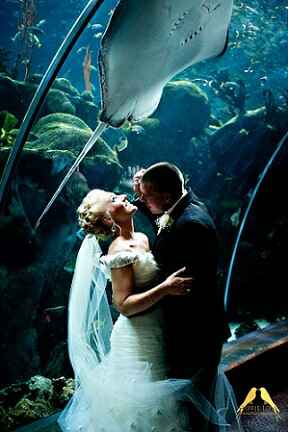 Boda tematica: peces - 51