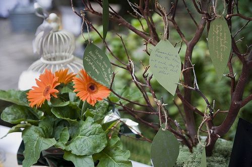 Boda ecologica - RRR 