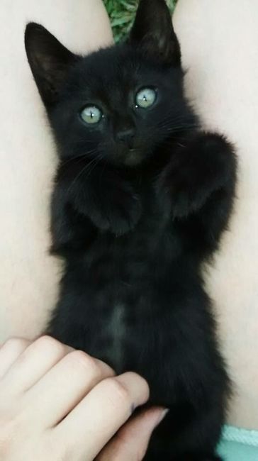  Bebes gatunos 🐱 - 2