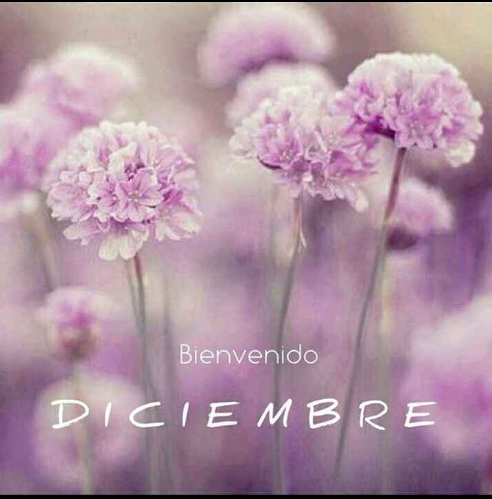 Diciembre llegó!.. - 1