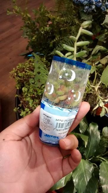 suculenta mini
