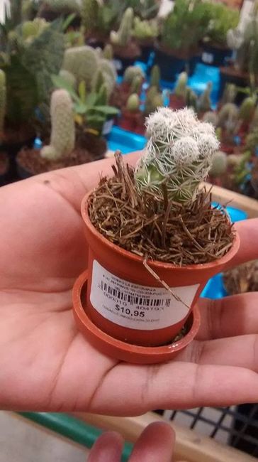 cactus bebe