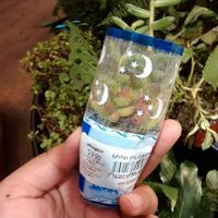 suculenta mini