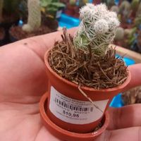 cactus bebe