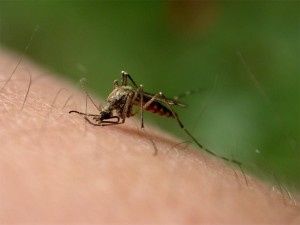 8. Picaduras de insecto