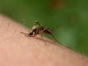 8. Picaduras de insecto