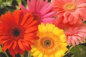 Gerberas