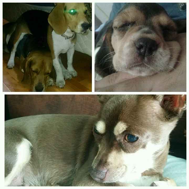 Mascotas en común - 1