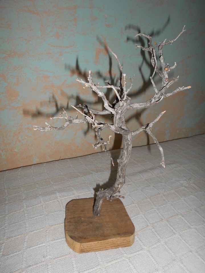Rusticos 