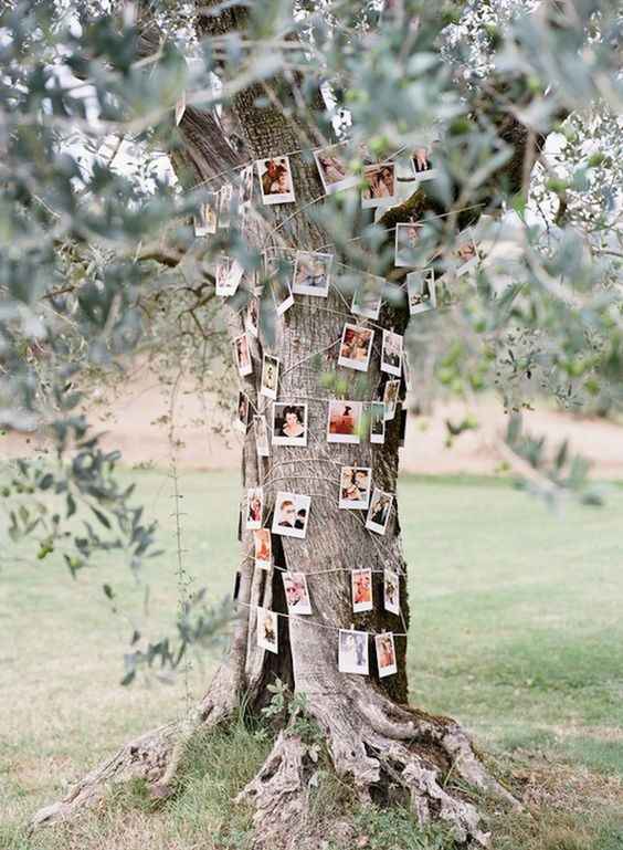 árbol de fotos