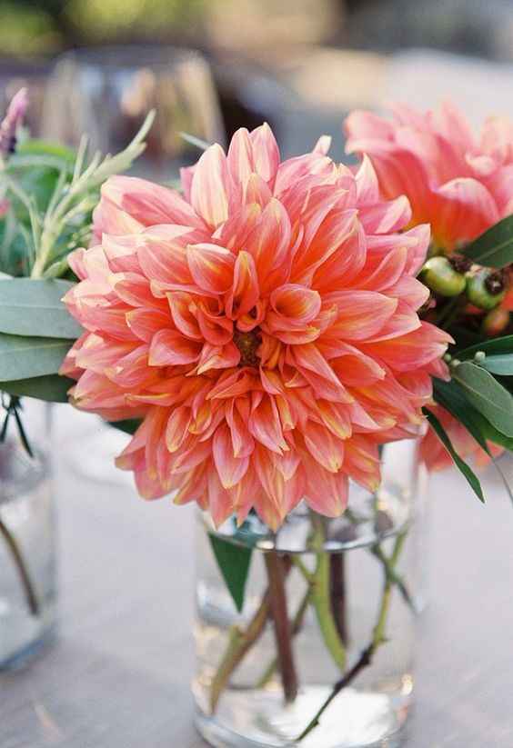 . Blooming Dahlia 