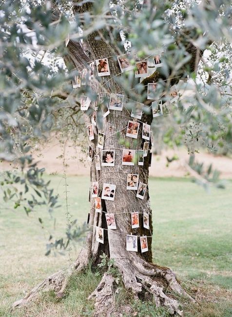 árbol de fotos
