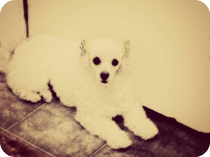 MI perrita Kamila