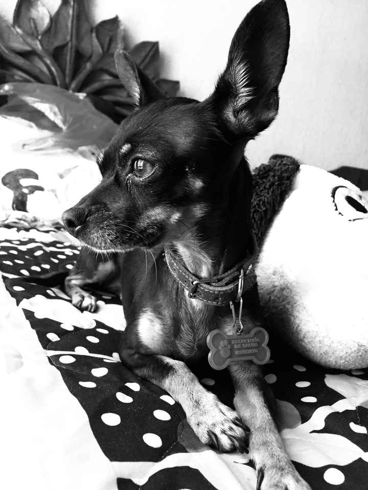 Mi 🎁de 4 meses de casados - 1